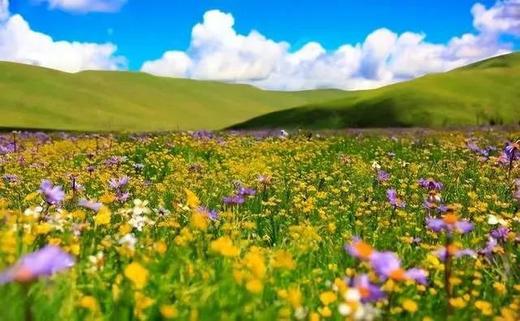 九色甘南（甘加秘境、世界藏学府拉卜楞寺、“东方小瑞士”郎木寺、“藏域仙境”扎尕那、九曲黄河第一湾）、川西秘境莲保叶则、草原花海俄木塘、炳灵寺石窟10天纯玩团 商品图3