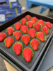 不曾入眼 何以入心 正宗丹东草莓🍓，完熟甜糯不空心！小时候的草莓味道，自然香浓～ 商品缩略图5