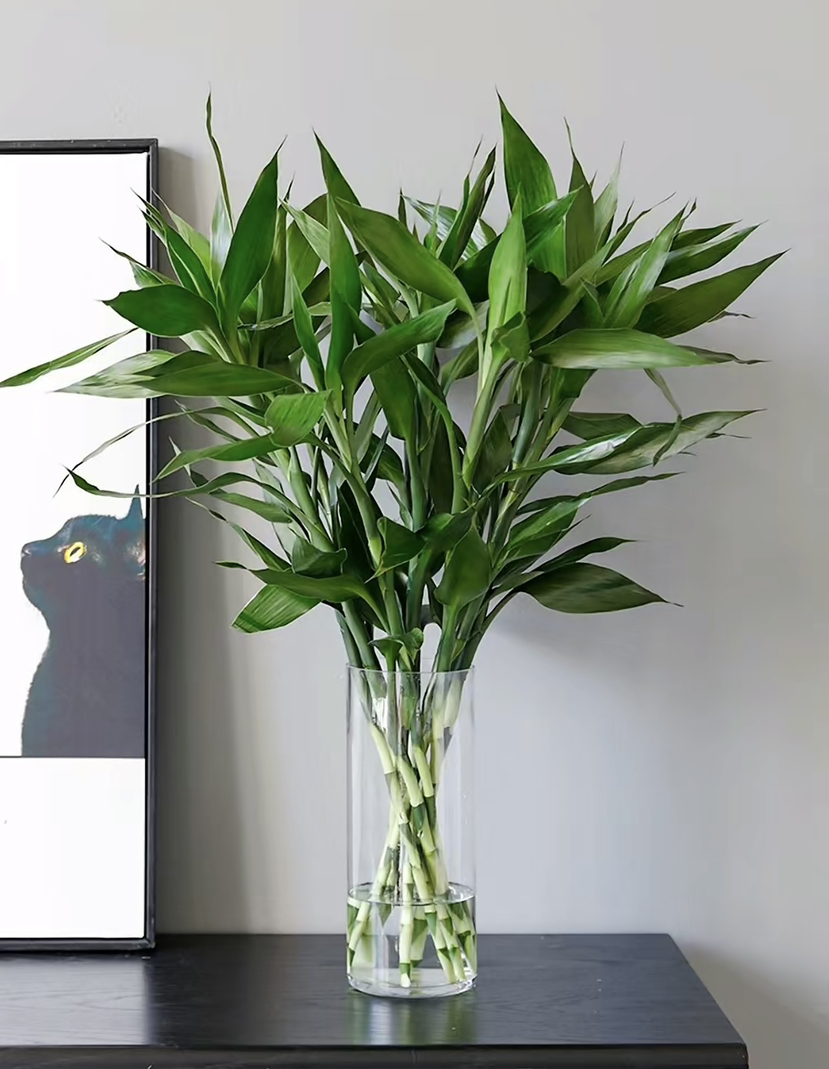 【绿植现货】10枝A级富贵竹19.9（现货，下单即可到店自提）