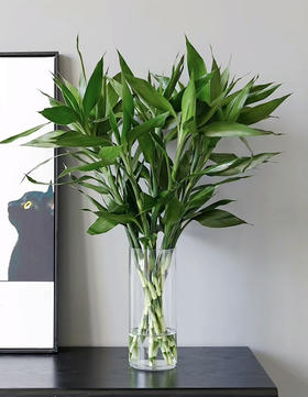 【绿植现货】10枝A级富贵竹19.9（现货，下单即可到店自提）