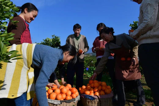 重庆奉节县伦晚脐橙，高山种植，皮薄水分足，自然生长，果味浓郁！毛重7斤 商品图2