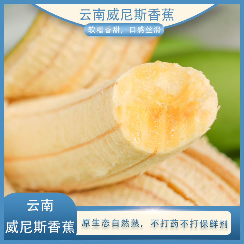 【云南威尼斯香蕉】原生态自然熟，不打药不打保鲜剂，果实属于中大型，品质优良，口感甜软细滑，香糯无比