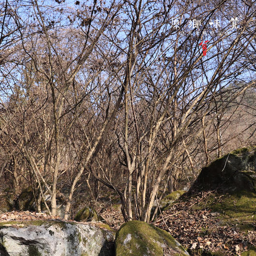 生态山茱萸（成都仓库-顺丰快递 ）| 30g/瓶，来自陕西汉中，生产者：刘义超【合作生产，公平贸易】 商品图5