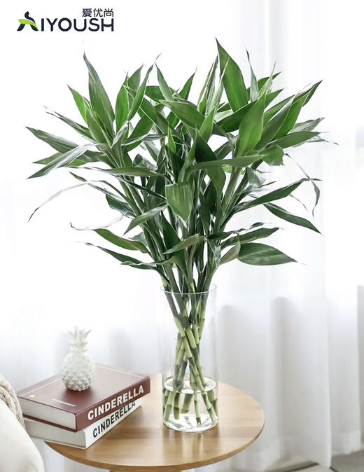 【绿植现货】10枝A级富贵竹19.9（现货，下单即可到店自提） 商品图1