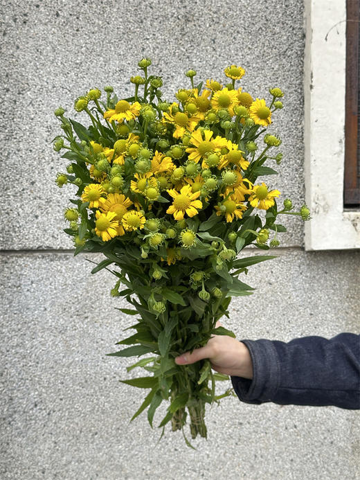 精品花材油画小菊10支 商品图3