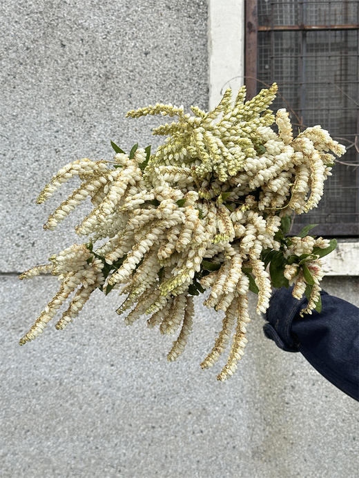 山里白草花一扎 商品图4