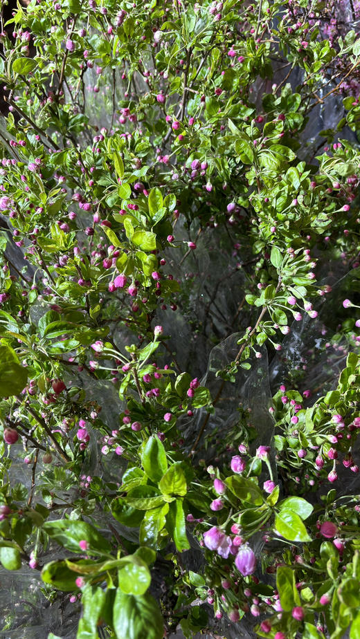 【春天气息】垂丝海棠花（粉色）约3枝/多分叉 约1米 商品图5