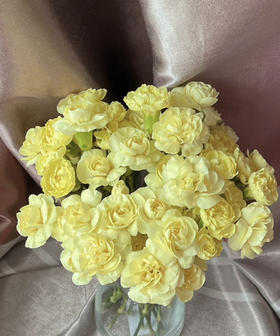 【稀有系列】多丁康乃馨~黄色 约20枝/扎
