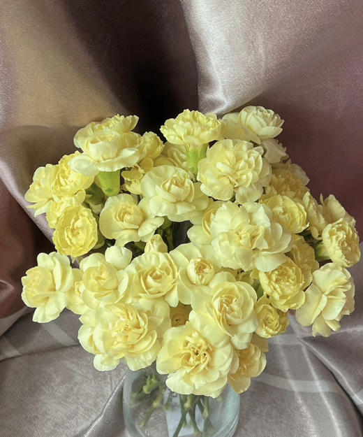 【稀有系列】多丁康乃馨~黄色 约20枝/扎 商品图0