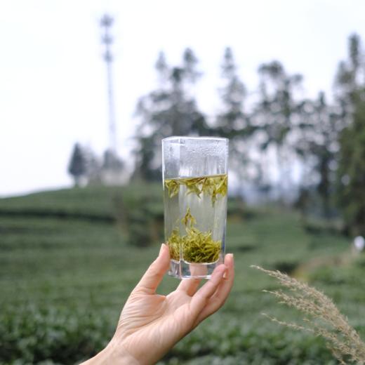 【2026年春茶-手工蒙顶甘露！一茶难求！魏久淞亲制】毛伟人同款 五代非遗传承 手工炭烘温性绿茶 温而阻疾 商品图2