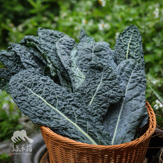 生态羽衣甘蓝 | 绿家自产*ecological curly kale | Self-production 商品图4