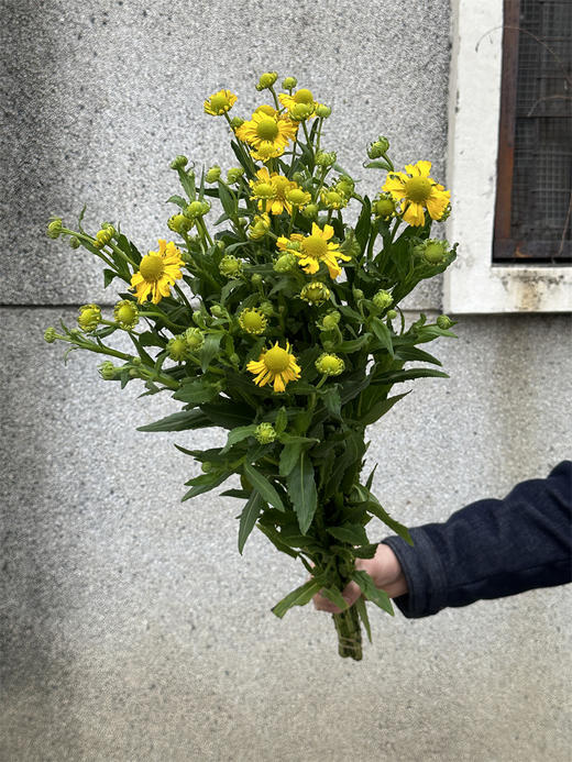 精品花材油画小菊10支 商品图7