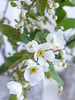 白娟梅鲜切花1扎新品 商品缩略图2