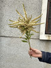 山里白草花一扎 商品缩略图1