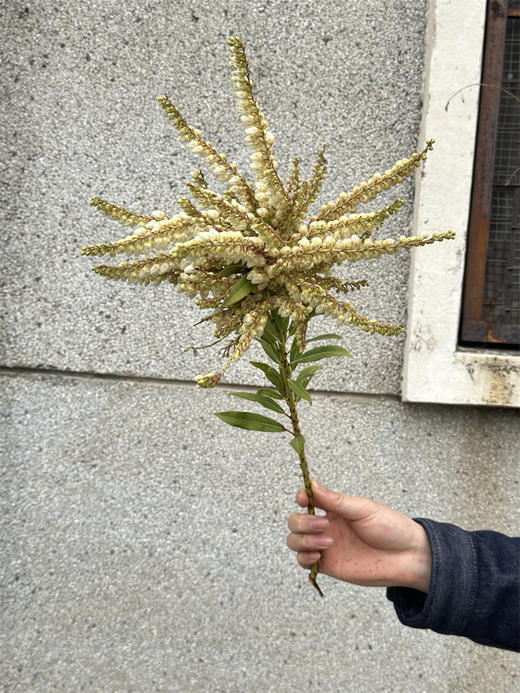山里白草花一扎 商品图1