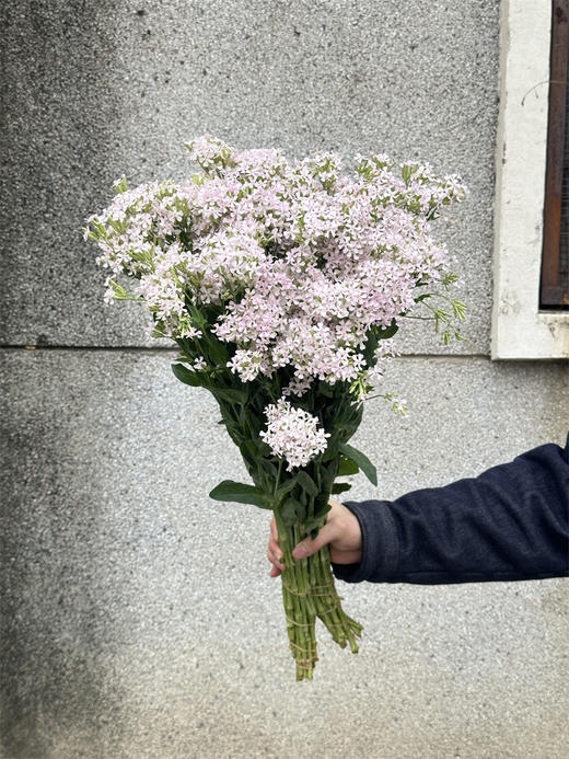 粉钻草花小众花材10支 商品图2
