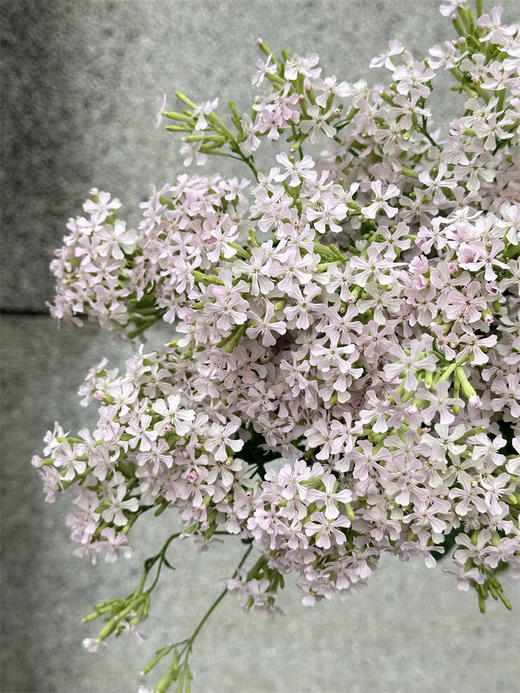 粉钻草花小众花材10支 商品图6