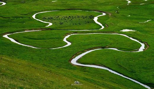 九色甘南（甘加秘境、世界藏学府拉卜楞寺、“东方小瑞士”郎木寺、“藏域仙境”扎尕那、九曲黄河第一湾）、川西秘境莲保叶则、草原花海俄木塘、炳灵寺石窟10天纯玩团 商品图7