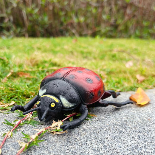 昆虫世界模型 商品图7