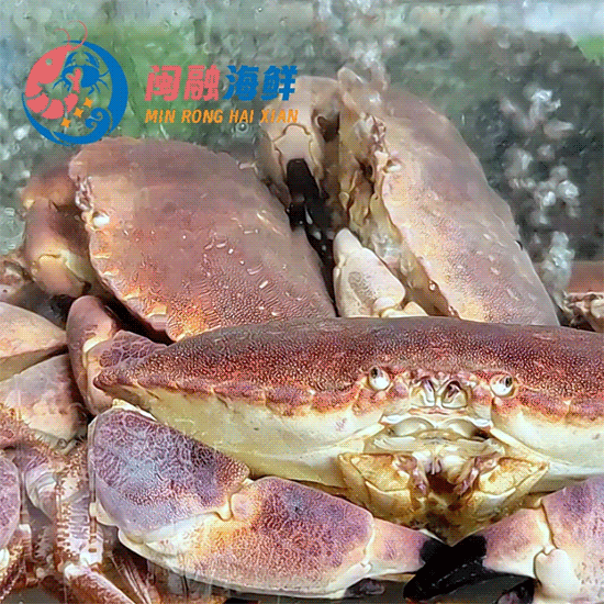 鲜活面包蟹 /只