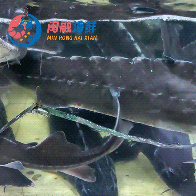 鲜活鲟鱼 /条