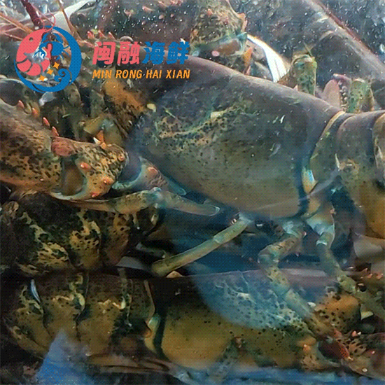 鲜活波龙(波斯顿龙虾) /只