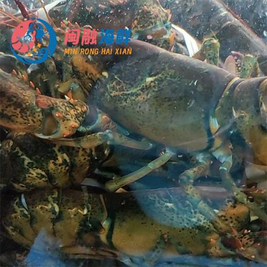 鲜活波龙(波斯顿龙虾) /只 商品图0