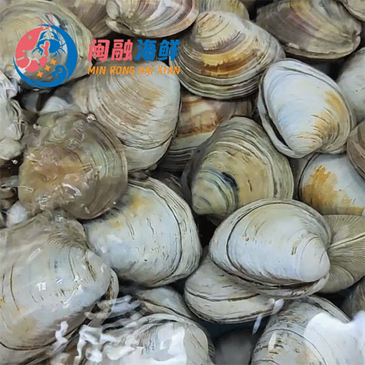 鲜活大正蛤 /斤