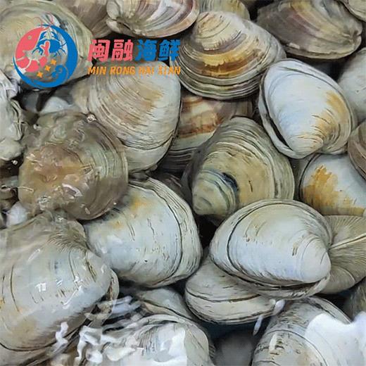 鲜活大正蛤 /斤 商品图0
