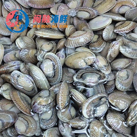 鲜活油蛤 /斤