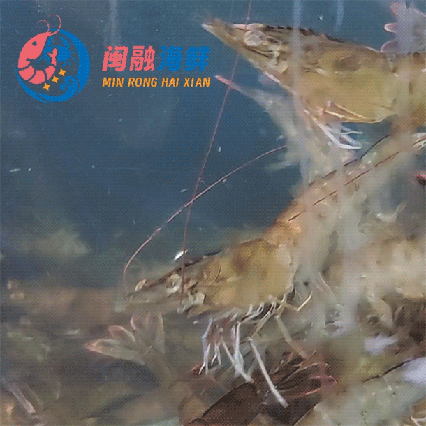 鲜活大对虾 /斤