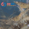鲜活大对虾 /斤 商品缩略图0