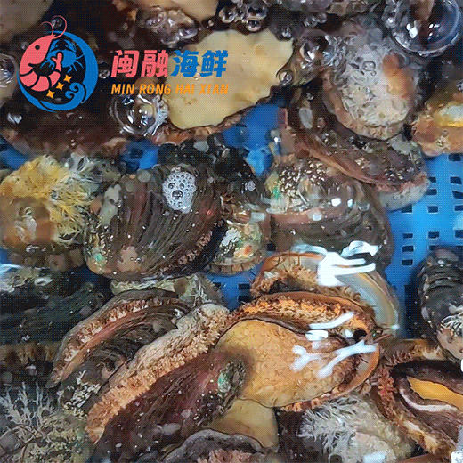 深海鲜活鲍鱼 /个