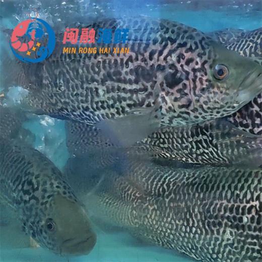 鲜活花斑鱼 /条 商品图0