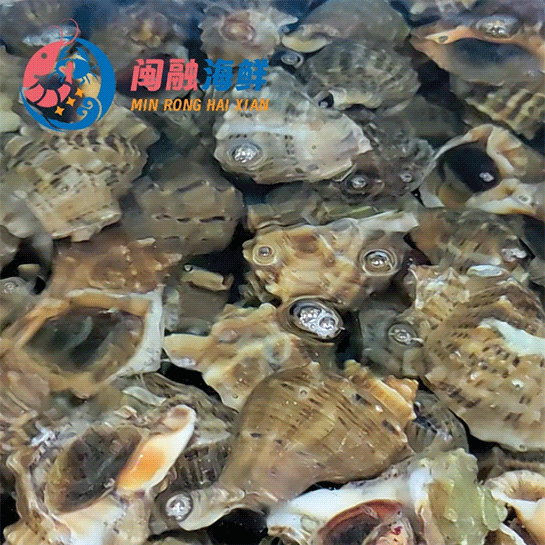 鲜活大海螺 /个