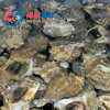 鲜活大海螺 /个 商品缩略图0