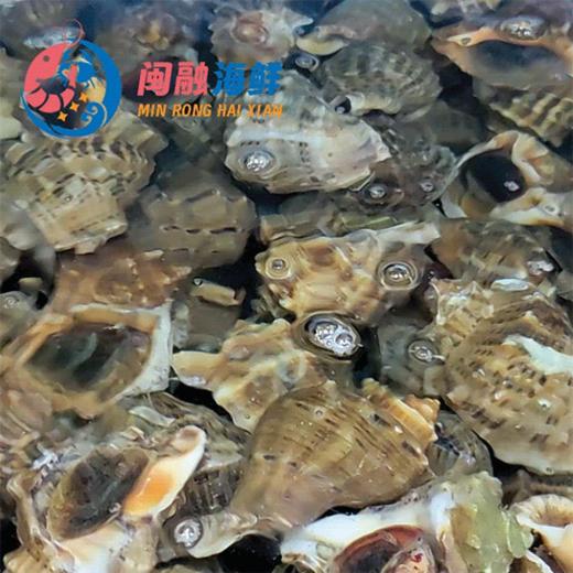鲜活大海螺 /个 商品图0
