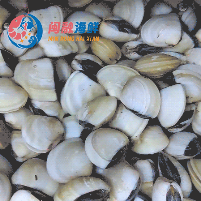 鲜活白贝 /斤