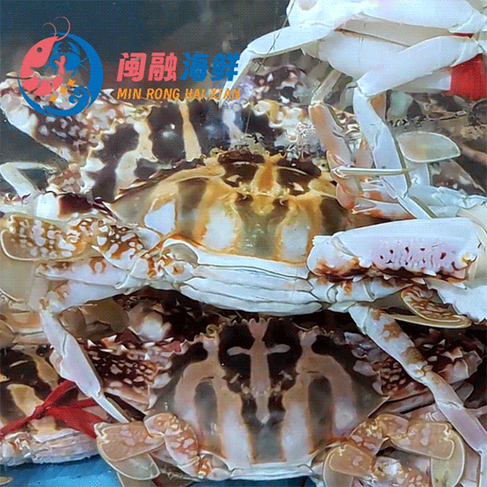 鲜活红花蟹 /斤