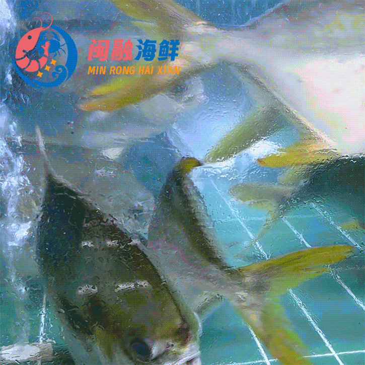 鲜活金鲳鱼 /条