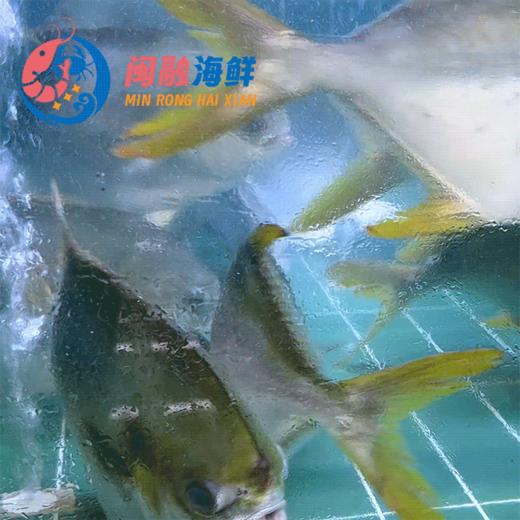 鲜活金鲳鱼 /条 商品图0