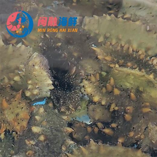 鲜活海参 /个 商品图0