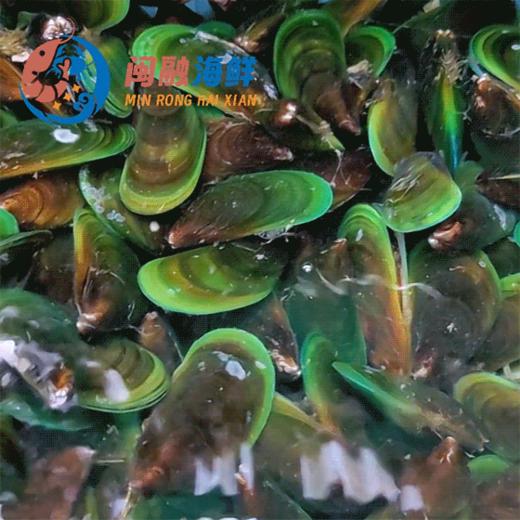 鲜活小青口 /斤 商品图0