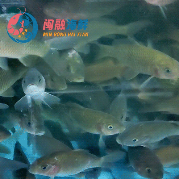 鲜活禾花鱼 /斤