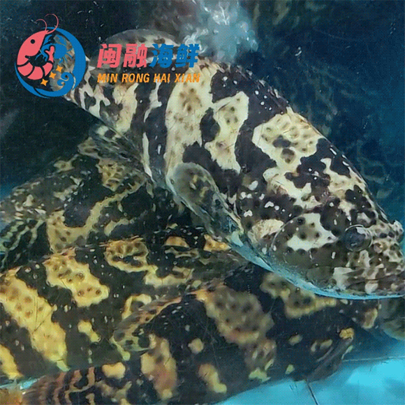 鲜活珍珠斑鱼 /条