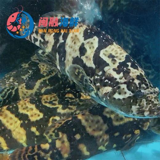 鲜活珍珠斑鱼 /条 商品图0