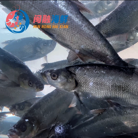 鲜活东江湖翘嘴鱼 /条