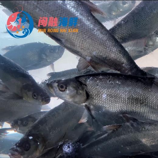 鲜活东江湖翘嘴鱼 /条 商品图0