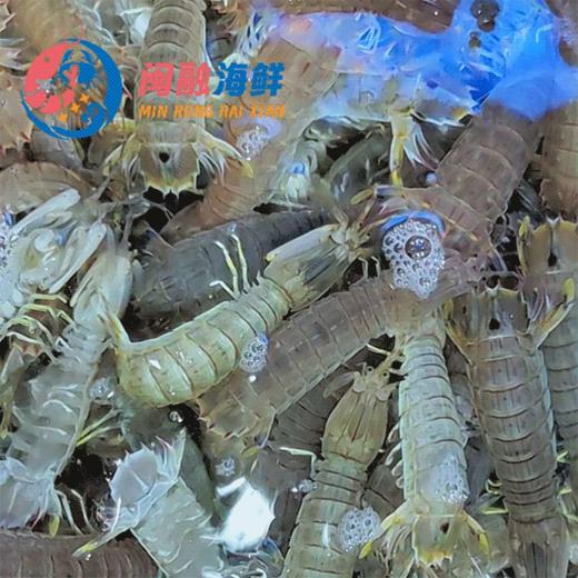 鲜活虾蛄(皮皮虾) /斤 商品图0