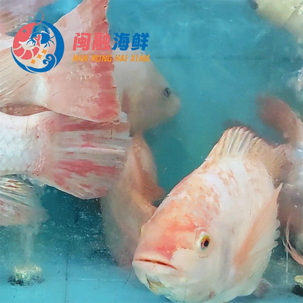 鲜活花雕鱼 /条